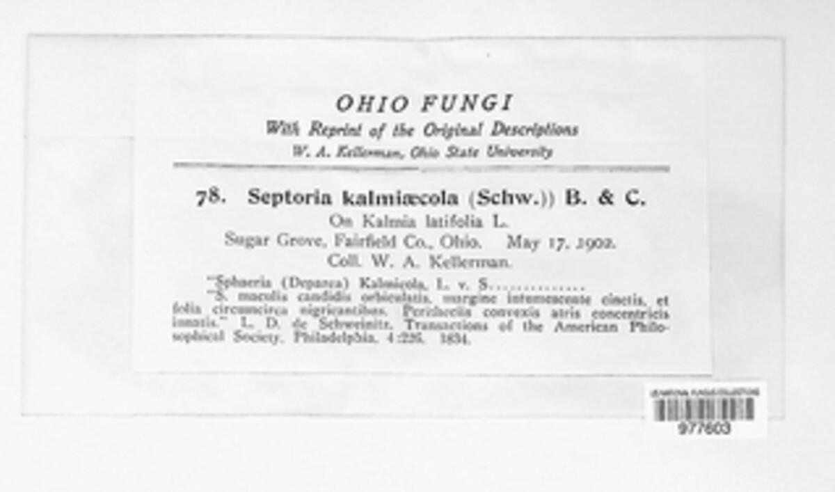 Septoria kalmiaecola image
